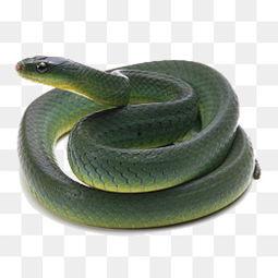 青蛇照片,探寻神秘生物的传奇故事